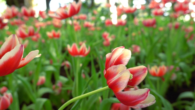 郁金香花视频素材