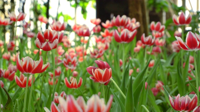 郁金香花视频素材