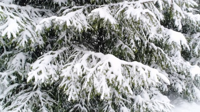 冬天喀尔巴阡的冷杉树在雪地里视频素材