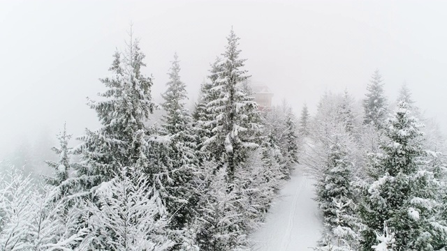 冬天喀尔巴阡的风景，圣诞树在雪地里视频素材