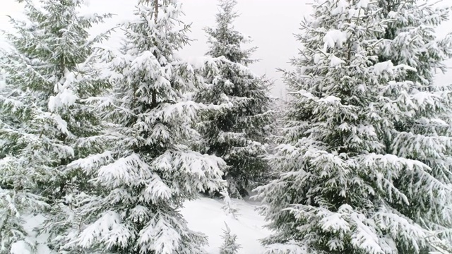 冬天喀尔巴阡的冷杉树在雪地里视频素材