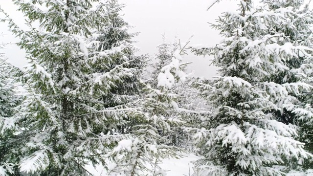 冬天喀尔巴阡的冷杉树在雪地里视频素材