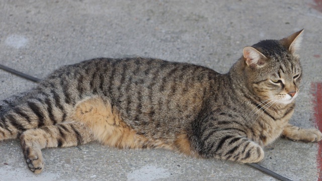 那只带条纹的肥猫正躺着打盹视频素材