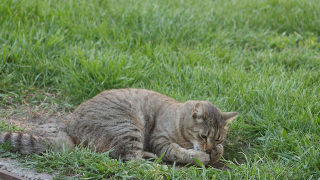 条纹猫在绿色的草地上玩耍。视频素材