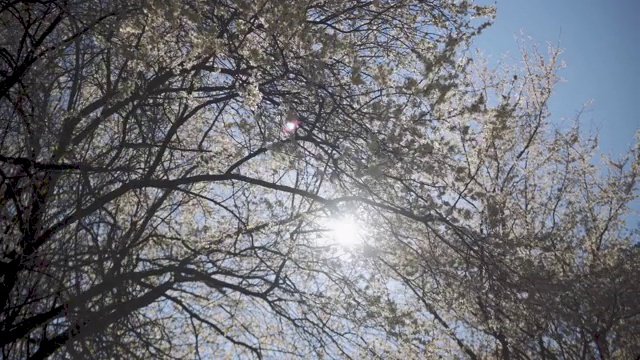 春天一棵开着白花的树视频素材