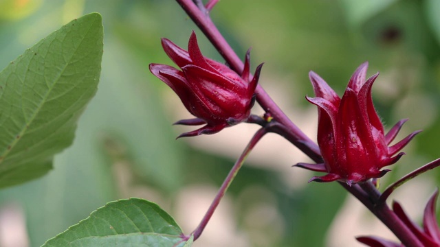 玫瑰果或木槿花在蔬菜农场。视频素材