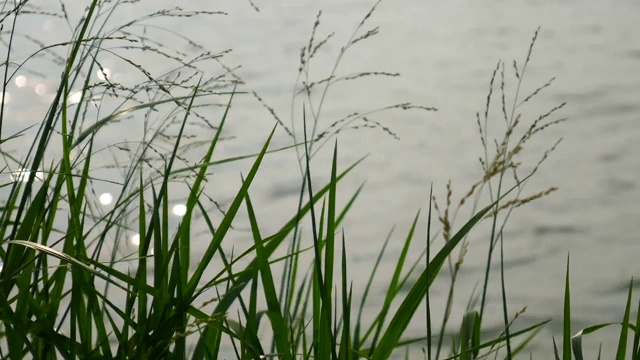 风吹草和池塘视频素材