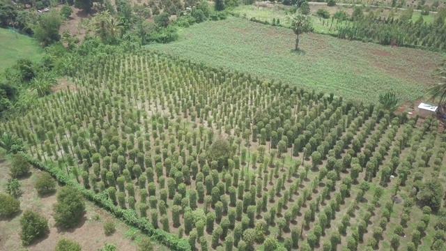 用无人机拍摄胡椒种植园视频素材