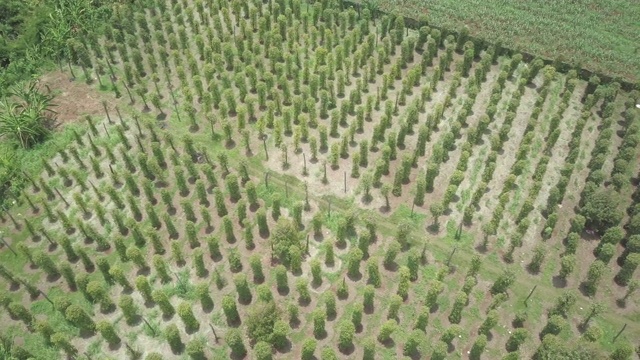 平移鸟瞰图的胡椒种植园视频素材