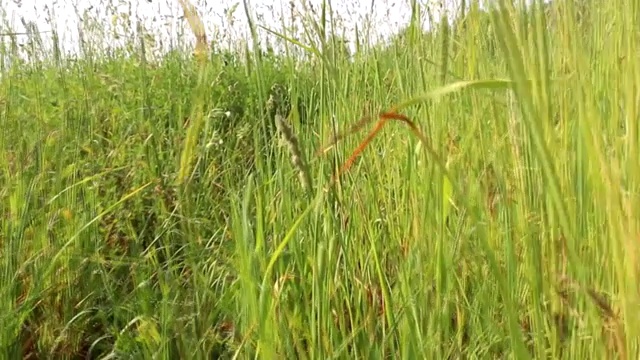 草地在田野里。领域的草。视频下载