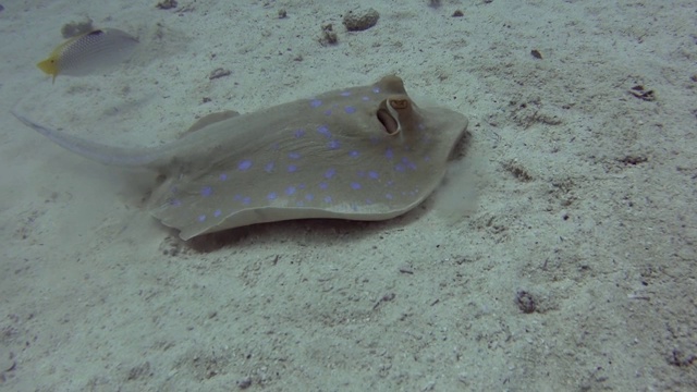 热带海洋沙质海床上的蓝斑泻湖黄貂鱼视频素材