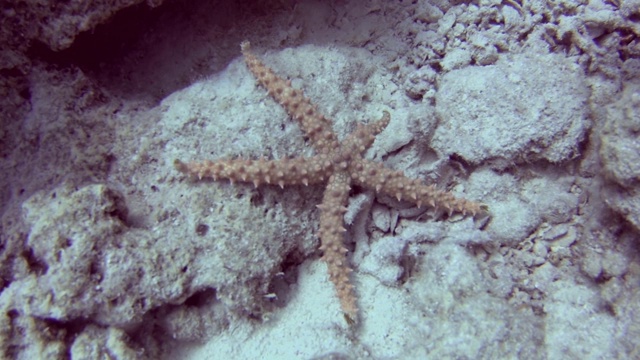 海底的埃及海星视频素材