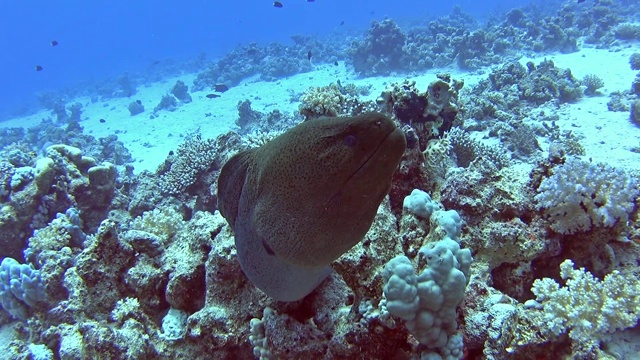 热带海洋珊瑚礁上的巨型海鳗视频素材