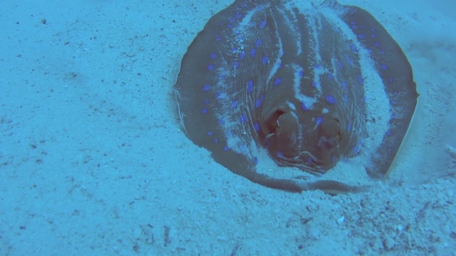 热带海洋沙质海床上的蓝斑泻湖黄貂鱼视频素材