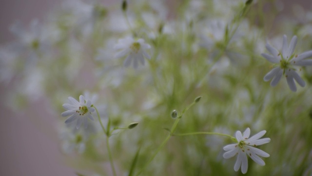 Stellaria nemorum花视频素材