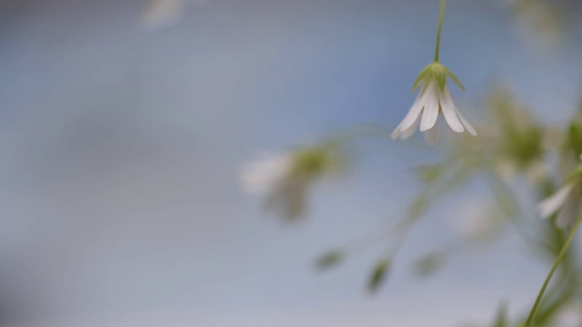 Stellaria nemorum花视频素材