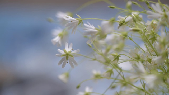 Stellaria nemorum花视频素材