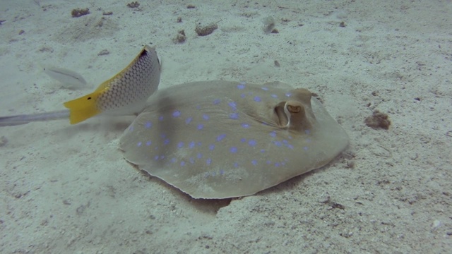 热带海洋沙质海床上的蓝斑泻湖黄貂鱼视频素材