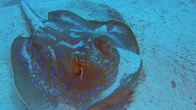 热带海洋沙质海床上的蓝斑泻湖黄貂鱼视频素材