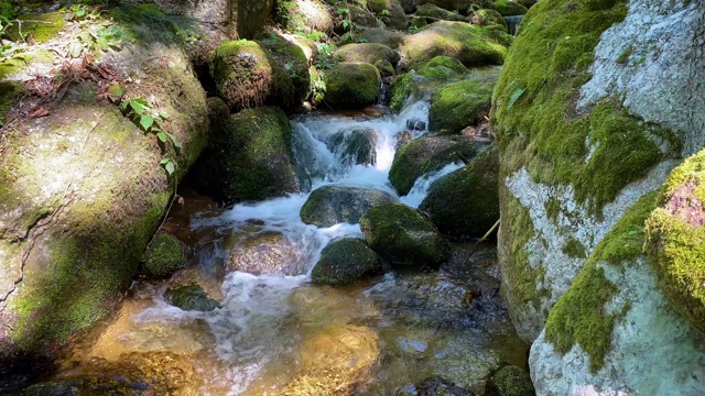 山间溪流穿过森林视频素材