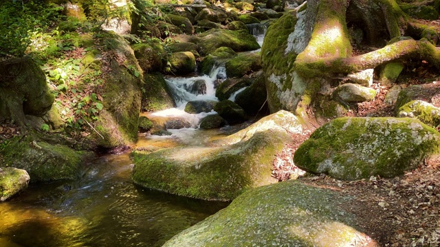 山间溪流穿过森林视频素材