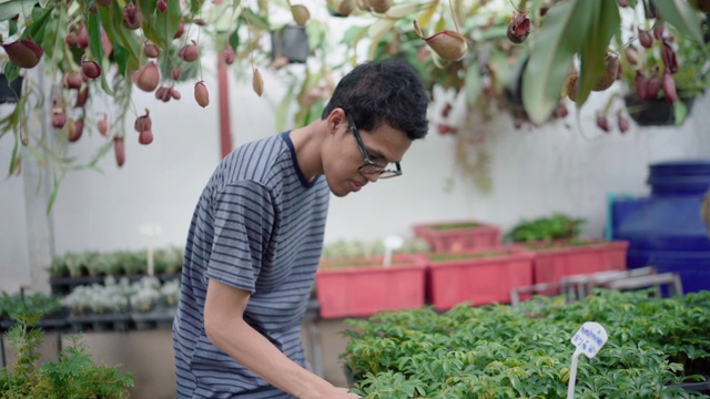 一个年轻人在花店选了一株植物视频素材