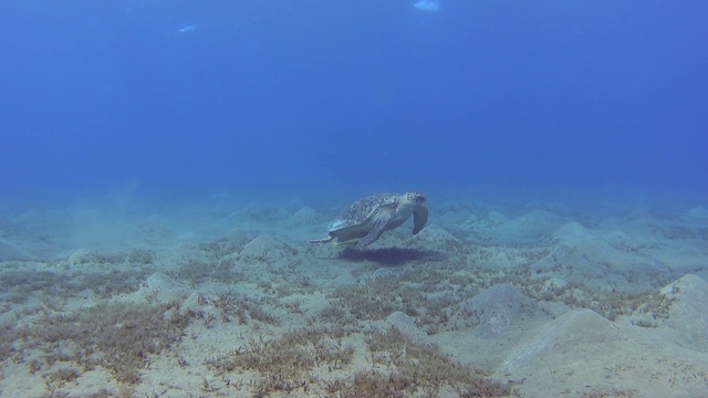 大绿海龟在热带浅海泻湖中游泳视频素材