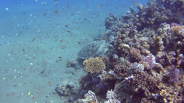 大绿海龟游过热带浅海礁湖的珊瑚礁视频素材