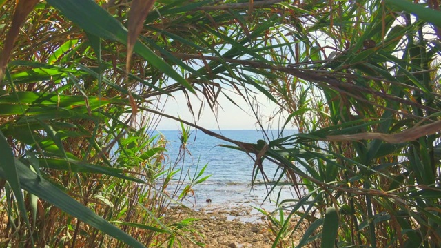 海沙滩头海天，水面经过竹林，芦苇郁郁葱葱视频下载