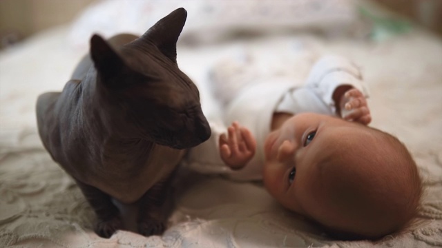 大斯芬克斯猫坐在白色的床上靠近婴儿视频素材