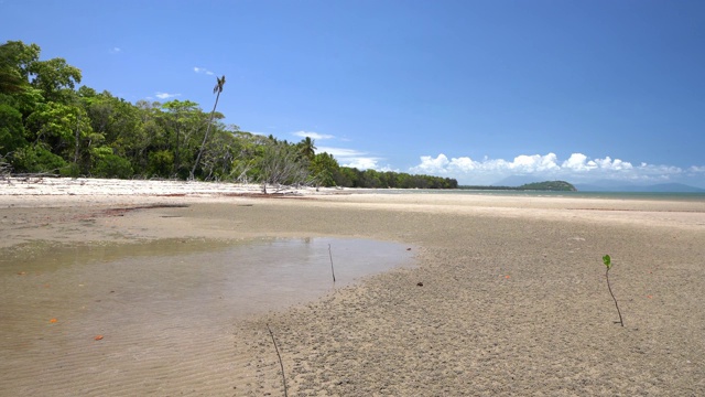 红树林生长在浅海沿岸4英里的海滩在北昆士兰，有平静的大海和完美的蓝色天空。视频素材