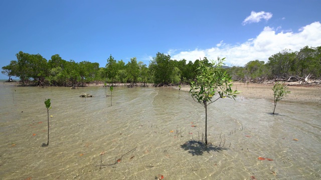 红树林生长在浅海沿岸4英里的海滩在北昆士兰，有平静的大海和完美的蓝色天空。视频素材