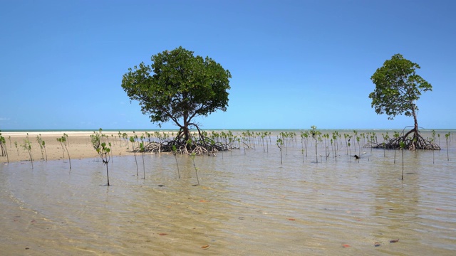 红树林生长在浅海沿岸4英里的海滩在北昆士兰，有平静的大海和完美的蓝色天空。视频素材