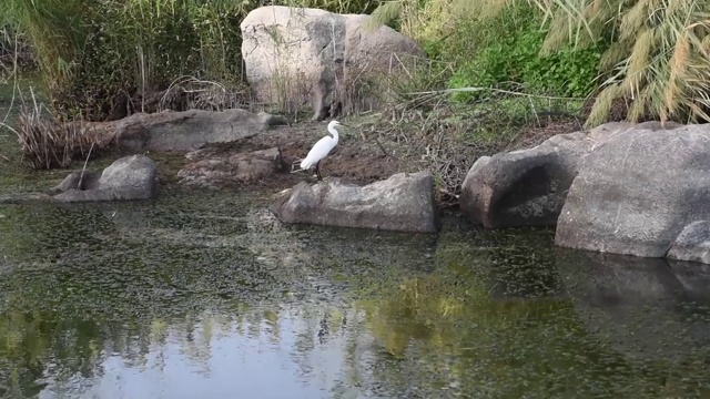 尼罗河在埃及阿斯旺显示瀑布和山视频素材