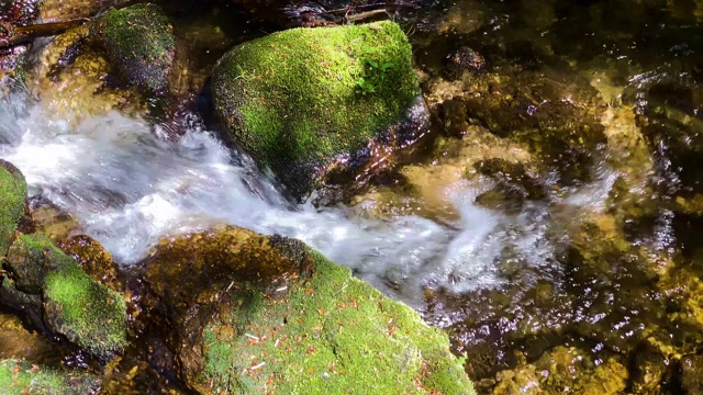 山间溪流穿过森林视频素材