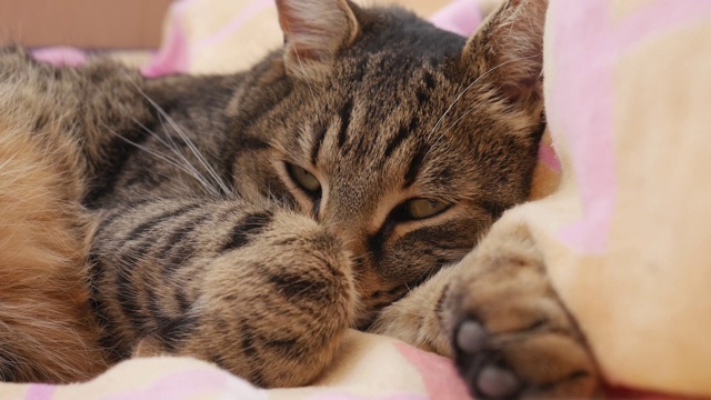 一只舒服地睡在床上的猫的肖像。视频素材