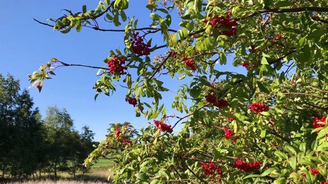 花楸(Sorbus hybrita)是蔷薇科(Rosaceae)的一种开花植物，原产于日本。视频素材