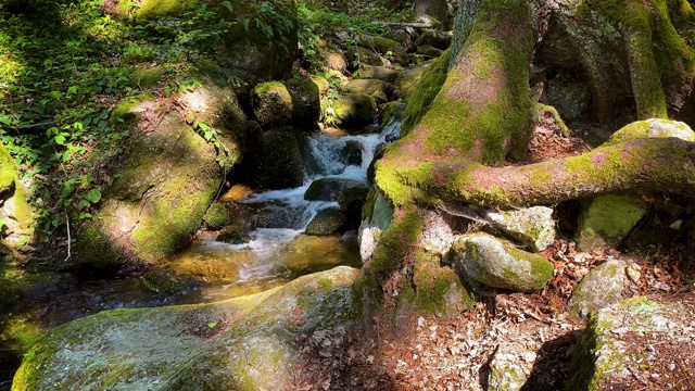 山间溪流穿过森林视频素材