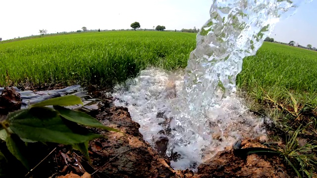 水从一根管道流出，流入绿色的稻田。视频素材