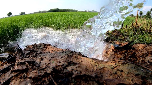 水从一根管道流出，流入绿色的稻田。视频素材
