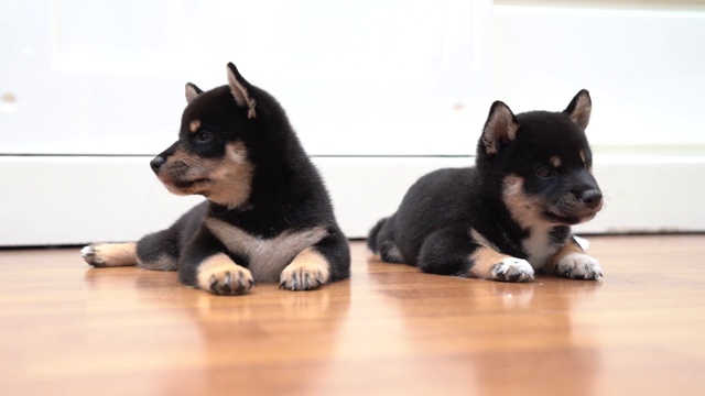 柴犬会走路也会坐。小狗柴犬正在睡觉。柴犬是一种日本狗。视频素材