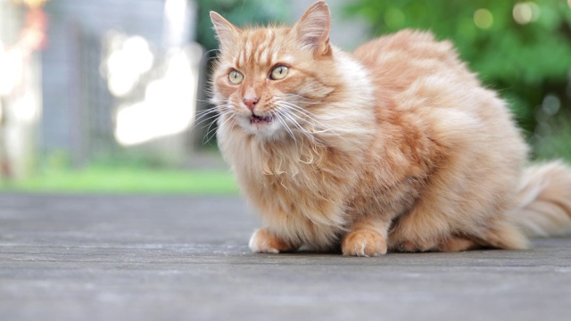 风中的姜黄色长毛猫视频素材