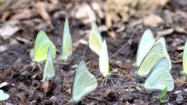 斑纹蝶或柠檬移民蝶正在从自然界中饮用矿物视频素材