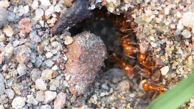 火蚁巢。蚁群概念在虫子生活的世界里。视频素材