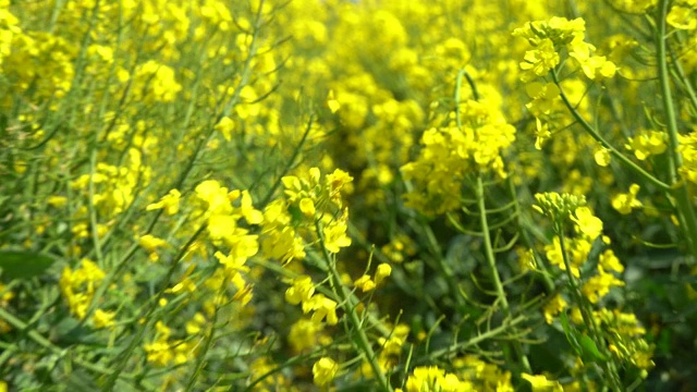 田野上美丽的春天金色的花油菜籽近距离模糊的背景，油菜，油菜。视频素材