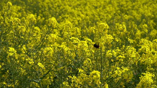 大黄蜂在春田油菜花中忙碌的慢镜头视频素材