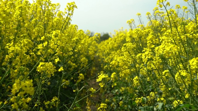 田野上美丽的春天金色的花油菜籽近距离模糊的背景，油菜，油菜。视频素材