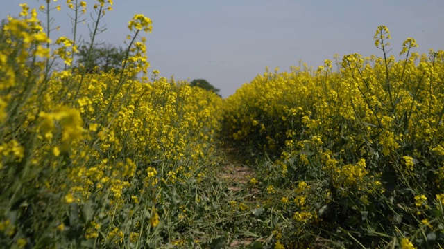 田野上美丽的春天金色的花油菜籽近距离模糊的背景，油菜，油菜。视频下载