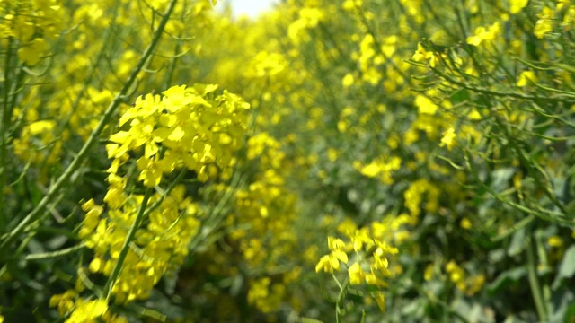 田野上美丽的春天金色的花油菜籽近距离模糊的背景，油菜，油菜。视频下载