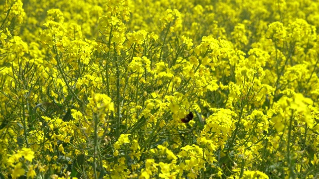 大黄蜂在春田油菜花中忙碌的慢镜头视频素材